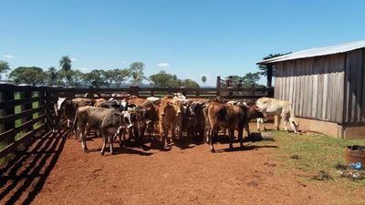 Senacsa vacunó a más de 14 millones de animales