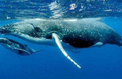 Investigación señala que la ballena jorobada es el animal más complejo del mundo acústicamente