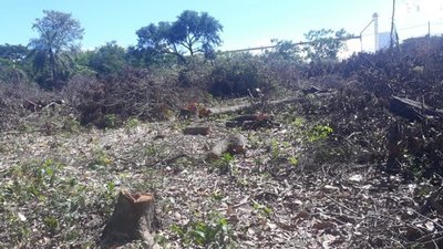 Denuncian tala de árboles nativos en predio del IPS