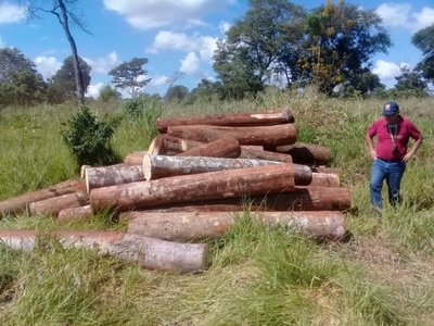 Constatan extracción ilegal de madera en reserva San Rafael