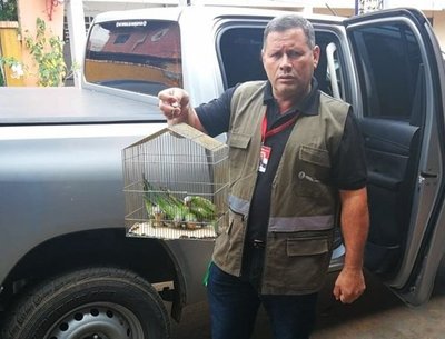 Rescatan aves silvestres a la venta en mercado de Itauguá