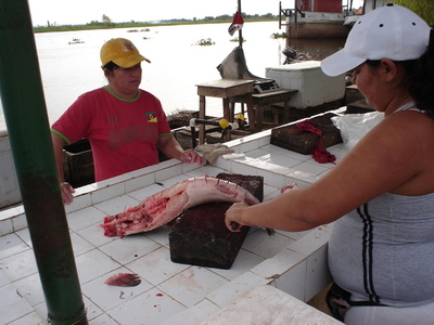 Peces del río Paraguay aptos para el consumo y comercialización