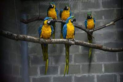 Centro de Investigación de Itaipú recibe 10 guacamayos canindé para cooperar con la conservación de la especie
