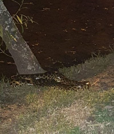 Kuriju causa gran susto en Ñu Guasu