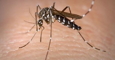 Dengue: Salud asegura que número de casos es 10 veces menor