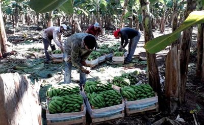 Productores de banana denuncian pérdidas millonarias en Cordillera
