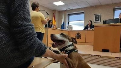 Perra asiste como testigo a un juicio en España