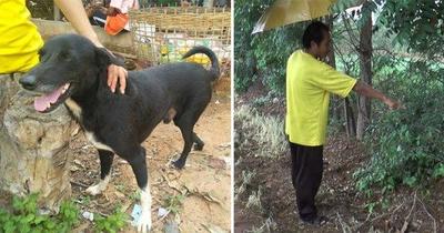 Un bebé fue enterrado vivo por su madre y un perro lo encontró y lo salvó