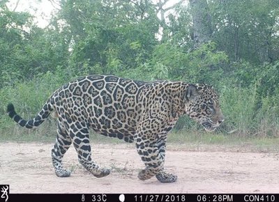 Captan a jaguar y puma en parque chaqueño