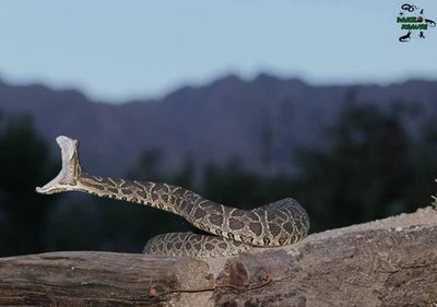 Serpientes: ¿Son peligrosas?
