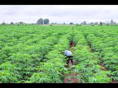 CLIMA NO FAVORECE LA PRODUCCIÓN DE MANDIOCA