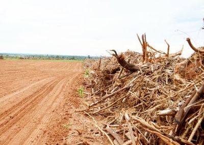 Con información pública detectan deforestación