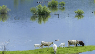 Fondo Ganadero dispone de una línea de crédito de hasta G. 150 millones (para productores afectados por inundaciones)