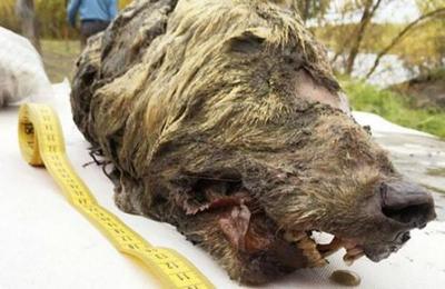 El increíble hallazgo de una cabeza de lobo gigante de 40.000 años: tiene el cerebro intacto