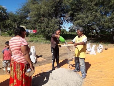 Indígenas logran buen resultado con sésamo en el Chaco