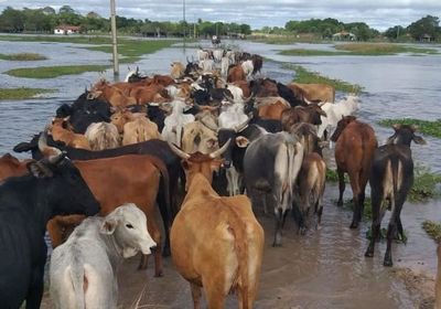Sector de la ganadería registra una baja en exportaciones a raíz de las inundaciones