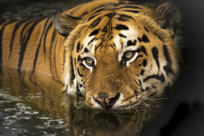 Facts About the Natural World Astound and Delight in These Picture Books
