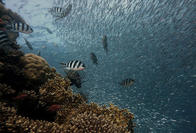 Fish Will Start Losing Sense of Smell as Carbon Dioxide Levels Rise, Study Finds