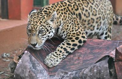 Jaguaretés del Centro Ambiental de ITAIPU se distraen con juguetes hechos de materiales reciclados