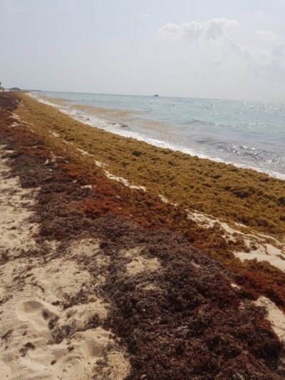 Mancha de sargazo de 550 km de diámetro se acerca a costa de México