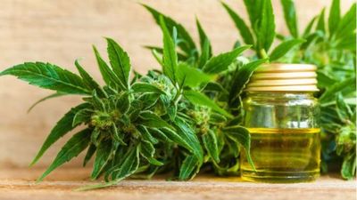 Francia aprueba la experimentación con cannabis terapéutico