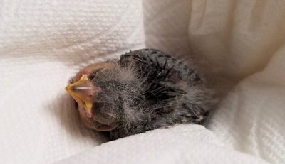 Borracho rescata a pajarito y lo manda al veterinario en Uber