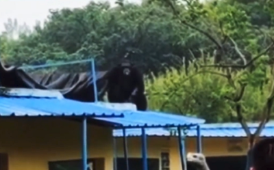 Un chimpancé siembra el pánico entre los visitantes de un zoológico en China