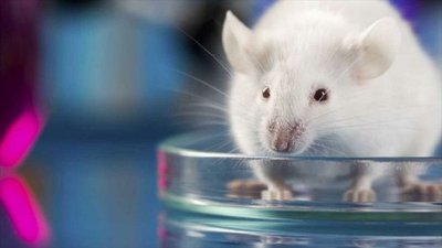 Arenavirus, un brote raro que aparece en Latinoamérica
