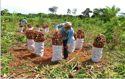 Seguirán estudiando sobre subsidio a productores de mandioca