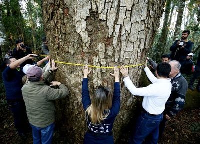 Miden a los finalistas de “Colosos de la Tierra”