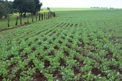 Proseguir con una agricultura conservacionista