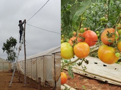 Santa Rosa; ultiman detalles para la primera edición de la "Expo Tomate"