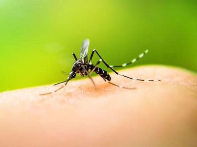 OPS advierte sobre el dengue en América Latina y el Caribe