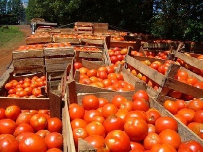 Confían que control anticontrabando mejoren comercialización interna de tomate