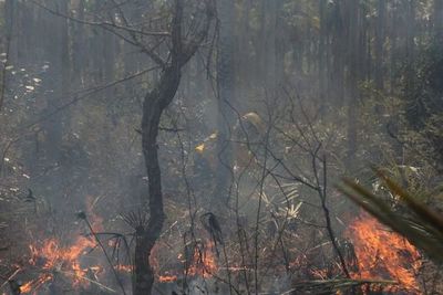 Bomberos reportan nuevos focos de incendio en Pantanal paraguayo
