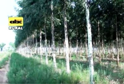 Especies forestales para suelos arcillosos