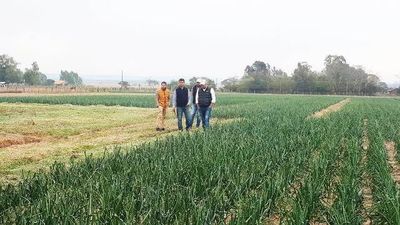 Día de campo sobre producción de cebolla