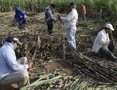 Semillero y tratamiento térmico