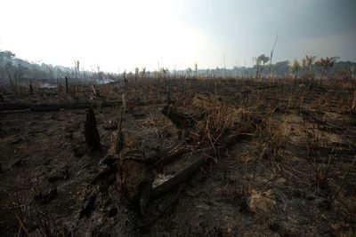 Brasil y Chile convocan a países amazónicos contra incendios, sin Venezuela