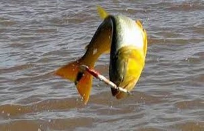 Pesca Internacional del Dorado regresa después de 21 años