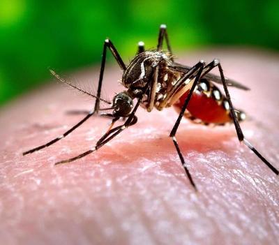 Dengue: Se registran 278 casos sospechosos