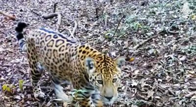 Un yaguareté se topó con una cámara de vigilancia en la selva y se puso a jugar con ella