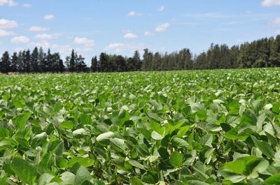 Productores piden más seguridad para la siembra