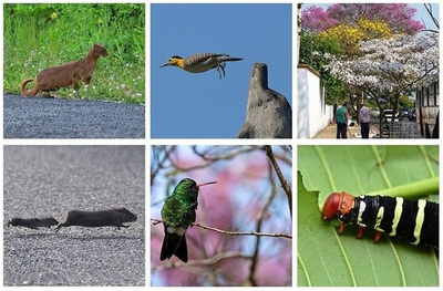 Realizan exposición fotográfica sobre la biodiversidad urbana de Asunción