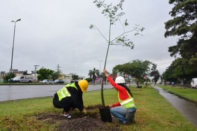 ATP realizará una plantación masiva de árboles en el día de la Primavera