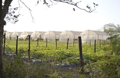Invernaderos privados con plata de Central