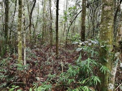 Conceptos claves para la restauración de bosques