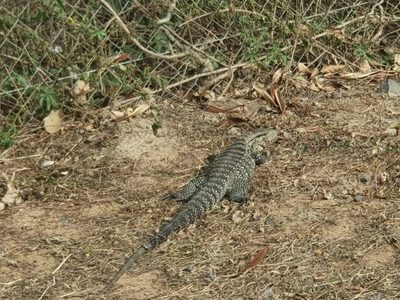 Piden no perturbar a los animales silvestres tras incendio en Parque Guasú