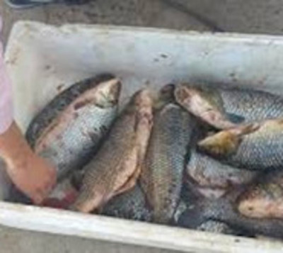 Confiscan 200 kilos de pescados a brasileños