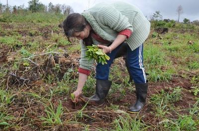 Lluvia reactivará la producción en Misiones